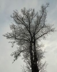 Low angle view of bare trees against sky