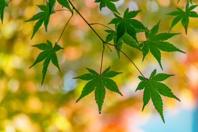 Close-up of plant