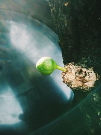 Close-up of fruit on tree trunk