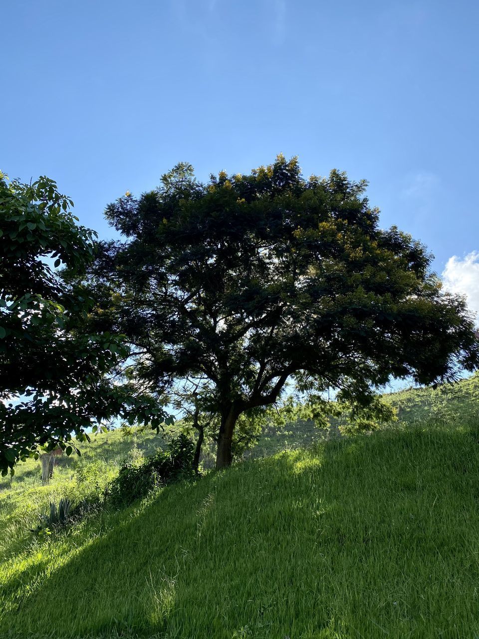 TREES ON FIELD AGAINST SKY