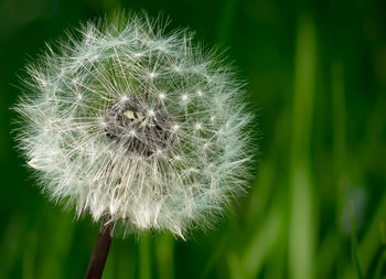 Close-up of dandelion flower