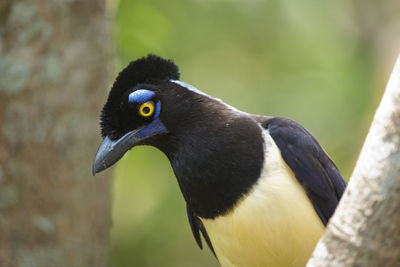 Close-up of bird perching