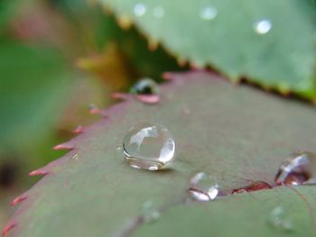 Close-up of water drop on leaf