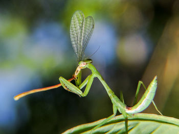 Close-up of insect on leaf