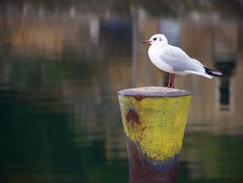 Close-up of seagull perching outdoors