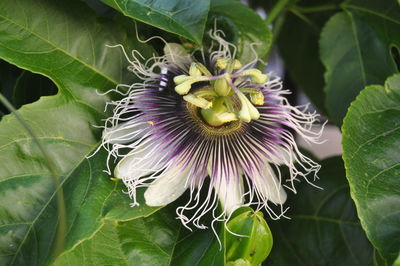 Close-up of purple flowers blooming outdoors