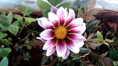 Close-up of pink flower