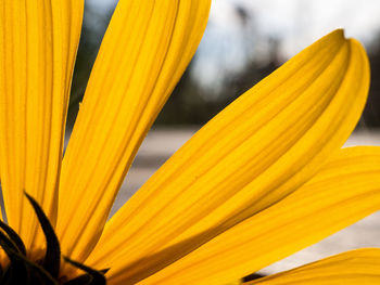 Close-up of yellow flowering plant