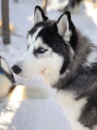 Close-up of dog looking away