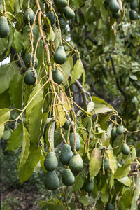 Close-up of berries growing on tree