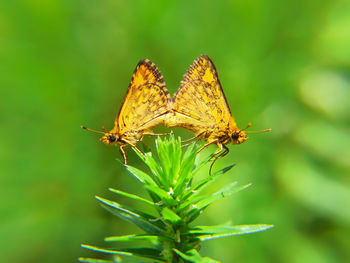 Butterfly on leaf