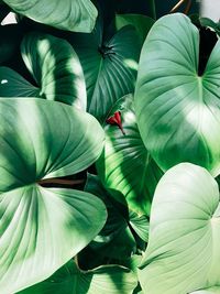 Close-up of green leaves on plant