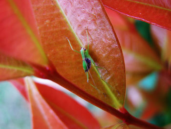 Close-up of insect on flower