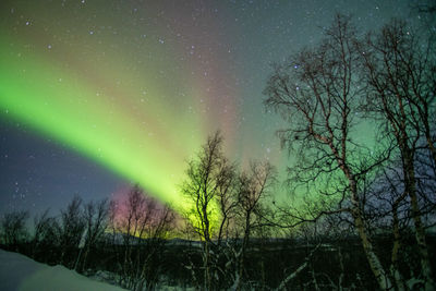 Bare trees on field against aurora and sky at night