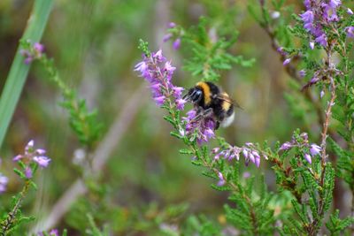 Bee pollinating on purple flower