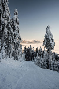 Snow covered pine trees against sky during winter