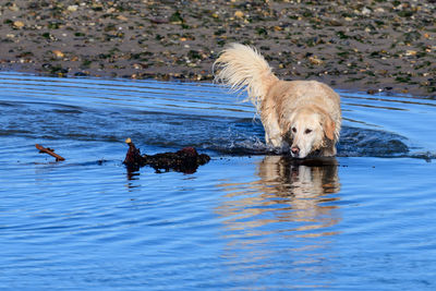 Dog swimming in lake