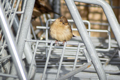Close-up of bird perching on metal