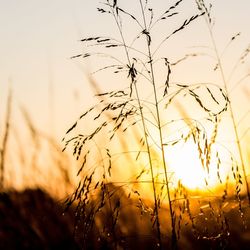 Close-up of fresh plants on field against sky