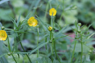 Close-up of insect on yellow flower