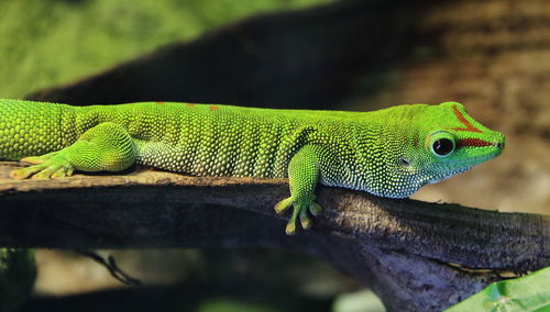 Close-up of lizard on leaf