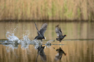 Birds flying over lake