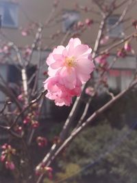 Close-up of pink flowers