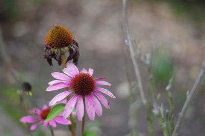 Close-up of butterfly pollinating on flower