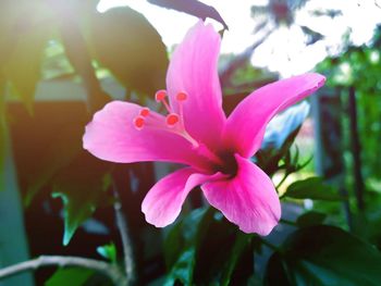 Close-up of pink flower