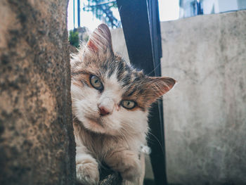 Close-up portrait of cat looking at camera