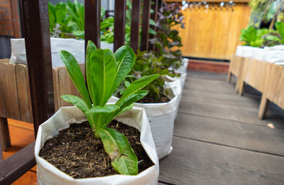 Close-up of potted plant on table