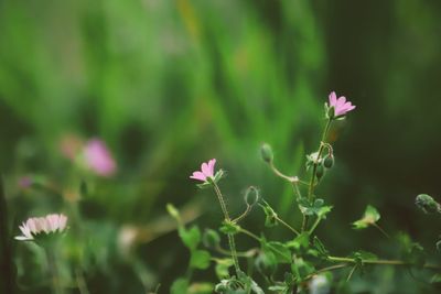 Close-up of pink flowering plant