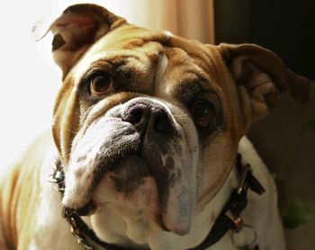 Close-up portrait of english bulldog