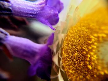 Close-up of purple flower