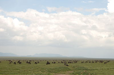 Wildebeests grazing on field against cloudy sky