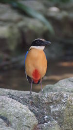 Close-up of bird perching on rock