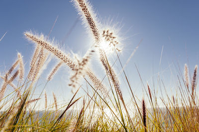 Low angle view of grass on field against sky