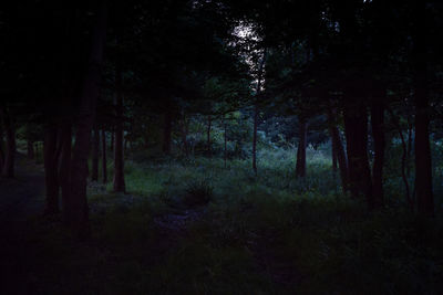 Trees in forest