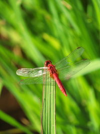 Close-up of dragonfly on leaf