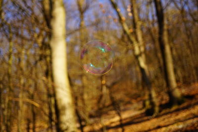 High angle view of bubbles in forest