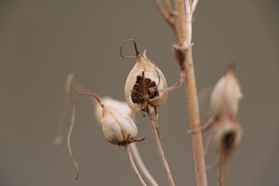 Close-up of wilted plant