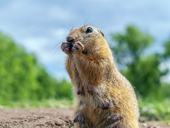 Lactating female of a prairie dog is sitting on the lawn.