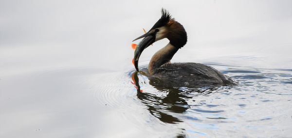 Duck swimming in a lake