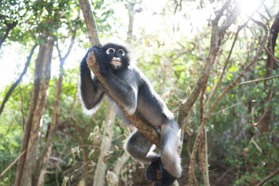 Low angle view of monkey on tree in forest