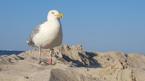 Seagull perching on rock