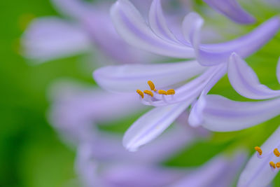 Close-up of purple crocus flower