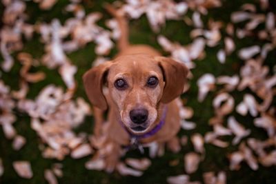 Directly above portrait of dog on field