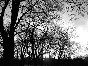 Low angle view of bare trees against sky