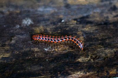 High angle view of insect on wood