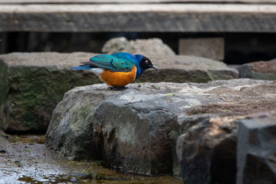 Close-up of bird perching on rock